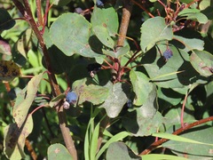 Amelanchier alnifolia
