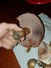Polyporus radicatus