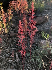 Dysphania graveolens