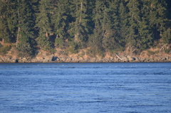 Larus brachyrhynchus