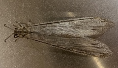 Vella fallax
