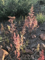 Dysphania graveolens