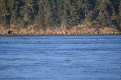 Larus brachyrhynchus