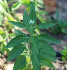 Eupatorium serotinum