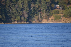 Larus brachyrhynchus
