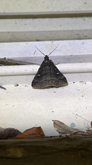 Tetanolita mynesalis