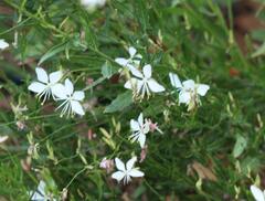 Gaura