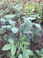 Thermopsis montana