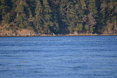Larus brachyrhynchus