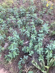 Thermopsis montana