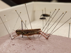 Melanoplus sanguinipes