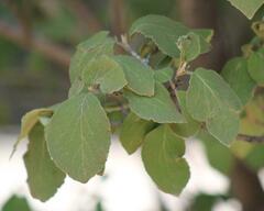 Viburnum carlesii
