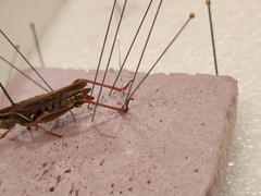Melanoplus sanguinipes