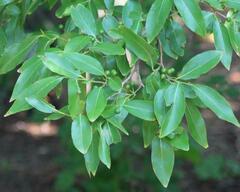 Lindera glauca salicifolia