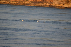 Larus glaucescens