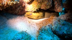 Gymnothorax funebris