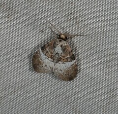 Acatapaustus mesoleuca