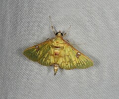 Archernis callixantha