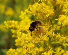 Sparnopolius confusus