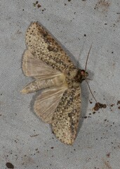 Archigargetta amydra