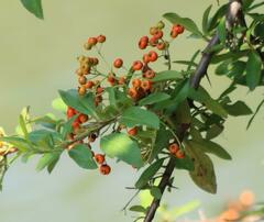 Pyracantha coccinea