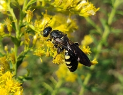 Myzinum obscurum