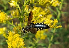 Myzinum obscurum