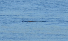 Phocoena phocoena