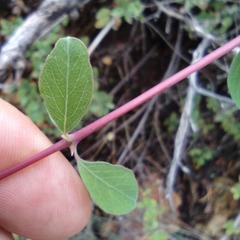 Symphoricarpos rotundifolius