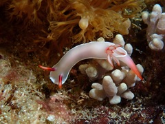 Hypselodoris bullockii