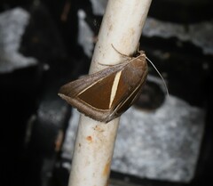 Chalciope alcyona