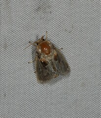 Chalcocelis albiguttatus