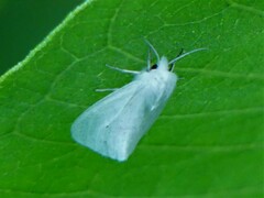 Spilosoma congrua