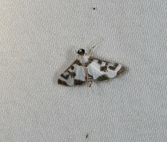 Cissachroa callischema