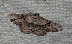 Cleora repetita