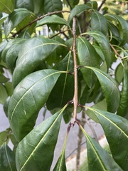 Chionanthus virginicus