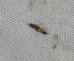 Cosmopterix