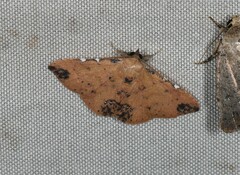 Corgatha semipardata