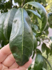 Chionanthus virginicus