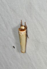 Cryptophasa phaeochtha