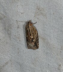 Cryptoptila crypsilopha