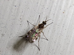 Sylvicola alternatus