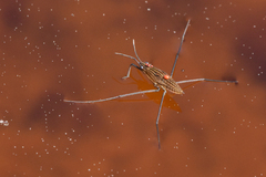 Limnoporus notabilis