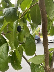 Chionanthus virginicus