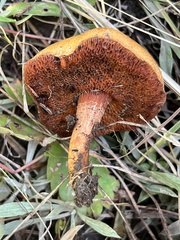 Chalciporus piperatus