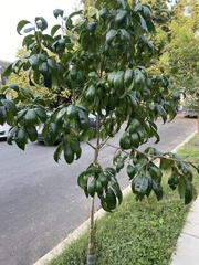 Chionanthus virginicus