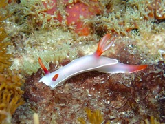 Hypselodoris bullockii