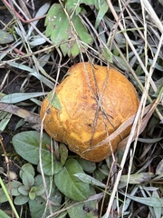 Chalciporus piperatus