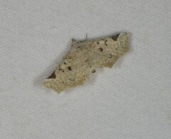 Esthlodora variabilis