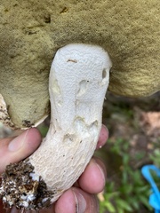 Boletus atkinsonii